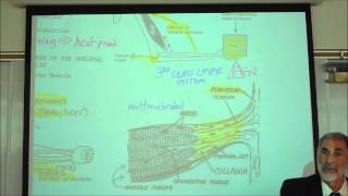 ANATOMY MYOLOGY PART 1 CHARACTERISTICS OF MUSCLES by Professor Fink [upl. by Nallij]