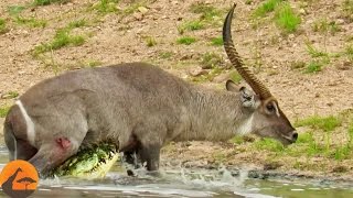 Waterbuck Escapes the Jaws of a Crocodile [upl. by Ross902]