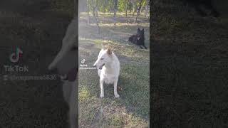 Groenendael  Belgian Sheepdog Regal Shepherds [upl. by Ahsitan]