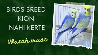 Birds Breeding Kio Nahi kerte  5 Reason Birds not Breeding [upl. by Prasad758]