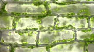 Cyclosis of chloroplasts in Elodea canadensis [upl. by Inram419]