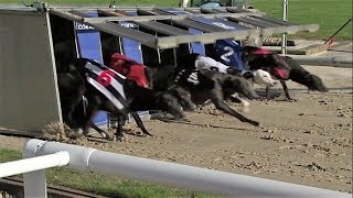 Greyhound race  Track racing [upl. by Drawe]