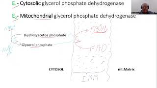 Transport across Mitochondrial Membrane III Glycerol Phosphate Shuttle [upl. by Madalyn]