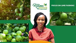 Focus On Lime Farming  Kilimo na Biashara [upl. by Esilehs]