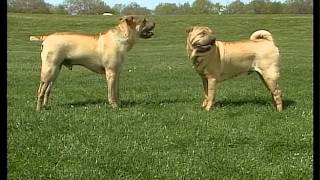 Chinese Shar pei  AKC Dog Breed Series [upl. by Happ]