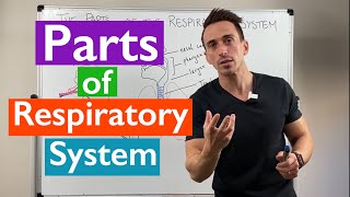 Respiratory Systemparts and function [upl. by Liemaj]