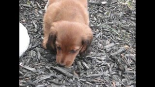 Meet Oscar our Absolutely Adorable Dachshund Puppy [upl. by Sherilyn]