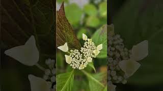 Voici les hortensias de mon jardin [upl. by Coshow704]