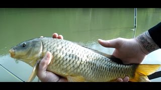 Fishing in Oaklands Lake New RossCoWexford Ireland 05052016 [upl. by Aneryc334]