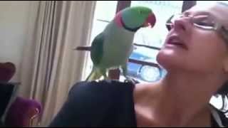 Marty quotThe Magnificentquot Alexandrine Parrot Talking and Waving quotBye Byequot [upl. by Howlend]