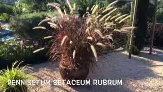 Pennisetum setaceum rubrum Garden Center online Costa Brava  Girona [upl. by Tnomal438]