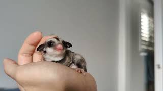 Sugar glider joey playtime  Oliver The Tat and Company [upl. by Eceeryt]