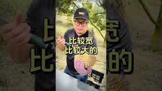 Farmlink Video 12 D28奶油包榴莲 [upl. by Yelnikcm]