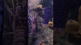 Meet our spiny lobster in the Tropical Reef Aquarium [upl. by Anayet]