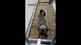 Gefährlicher Wachhund 🤣 hund gefährlich [upl. by Sualkin724]