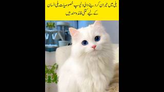 Billi ma insane k lia benefits Miracle of Islam Islamic Video shorts trending viralvideo [upl. by Ferdinand]