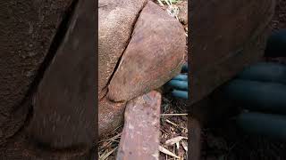 Treasure hunt slowly remove assemble coated turtle head markings treasure shorts viralvideo [upl. by Eisele]