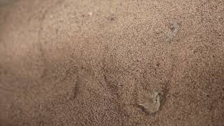 Desert Horned Viper Cerastes cerastes burrows in sand [upl. by Eilojne]