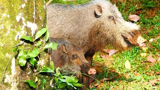 Wildlife Chronicles  The Bearded Pig  Bako National park Borneo [upl. by Narhem]