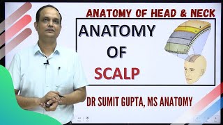 SCALP  ANATOMY [upl. by Taylor485]