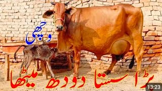 Best Milky🥛🥛18Kg Cow For sale In Pakistan 03284993395 10 November 2024 [upl. by Sorac]