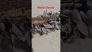 These gooseneck barnacles are alive barnacles beach [upl. by Etnuahs]