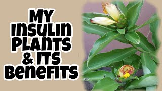 INSULIN PLANTS CAN LOWER BLOOD SUGAR LEVEL How to make A Tea using Insulin Plant leaves [upl. by Irrol]