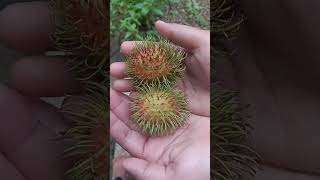 Rambutan rap tamil song music tamilsong food toffeevibe funny toffeemusic musicgenre [upl. by Ier3]