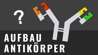 Wie zeichnet man Antikörper  Aufbau Antikörper  Biologie einfach erklärt  AbiturWissen [upl. by Mosley]