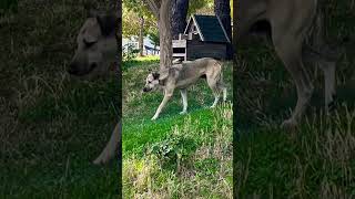 Good boy is roaming 🐕 shorts nature dog fyp life live animals vlog [upl. by Eylrac]