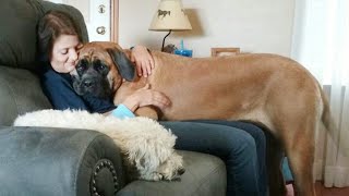 Big Dogs Who Think Theyre Lap Dogs😂 Funny Dog Videos [upl. by Chamkis]