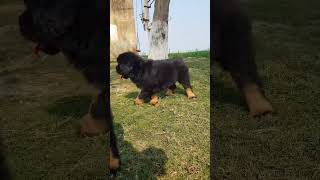 Tibetan Mastiff puppies available forsale 919417730301 tibetanmastiffpuppies [upl. by Ennyrb]