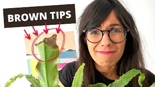 Birds Nest Fern BROWN TIPS and how to fix it [upl. by Abocaj]