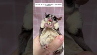 This kind family adopted a baby sugar glider and then animalshorts shortvideo glider [upl. by Catha]