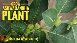 How to grow Ashwagandha plant and its benefits [upl. by Ace372]