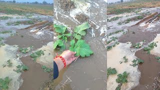 Aaj hum aaye h khet m  सरसों m diya pani  todays khet vlog and view 🏞️ [upl. by Allerym]