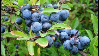 Sumbul  Berberis Lycium زرشک  Visit to Natural Nursery  Wadi E Konsh Part 4 [upl. by Anatol]