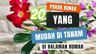 20 POKOK BUNGA YANG MUDAH DI TANAM DI HALAMAN RUMAH [upl. by Eberta]