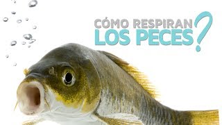 ¿Cómo respiran los peces 🐟 [upl. by Alliuqal279]