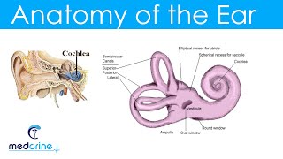 Anatomy and Physiology of the Ear [upl. by Ennairej]