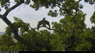 AEF DC Eagle Cam 22 JUNE 2017  Milestones Honor Fledges [upl. by Deborath320]