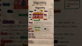 Integumentary system anatomy and physiology by medical20 Integumentarysystem [upl. by Lahcim]