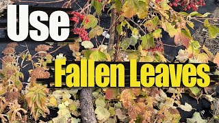 What To Do With Fallen Leaves  Free Fertilizer For Plants [upl. by Aileda]