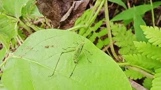 Types of katydid [upl. by Olyhs711]