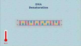 Sanger DNA Sequencing  Gel Electrophoresis Animation [upl. by Kovacev938]