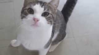 Binou  mon adorable chat ataxique AnimaLove [upl. by Greg]