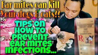 Ear mites prevention and treatment for Dogs amp Cats [upl. by Carlie]