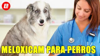 Meloxicam para perros Lo que TODO dueño debe saber [upl. by Lenneuq]