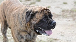 What To Know About Neapolitan Mastiffs Before Buying One [upl. by Melessa]