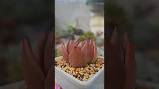 Echeveria Pink Champagne Пинк шампань розовое шампанское гибрид Echeveria Laui x Echeveria Romeo [upl. by Freed]